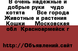 В очень надежные и добрые руки - чудо - котята!!! - Все города Животные и растения » Кошки   . Московская обл.,Красноармейск г.